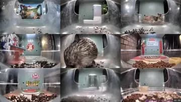 hedgehog hedgehog hedgehog mushroom mushroooom