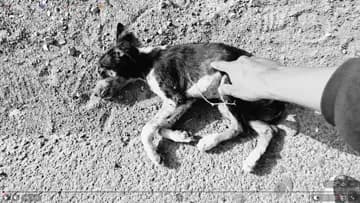 Nn