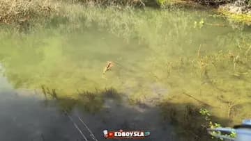 school of fish