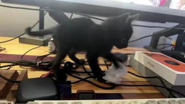 cat 3