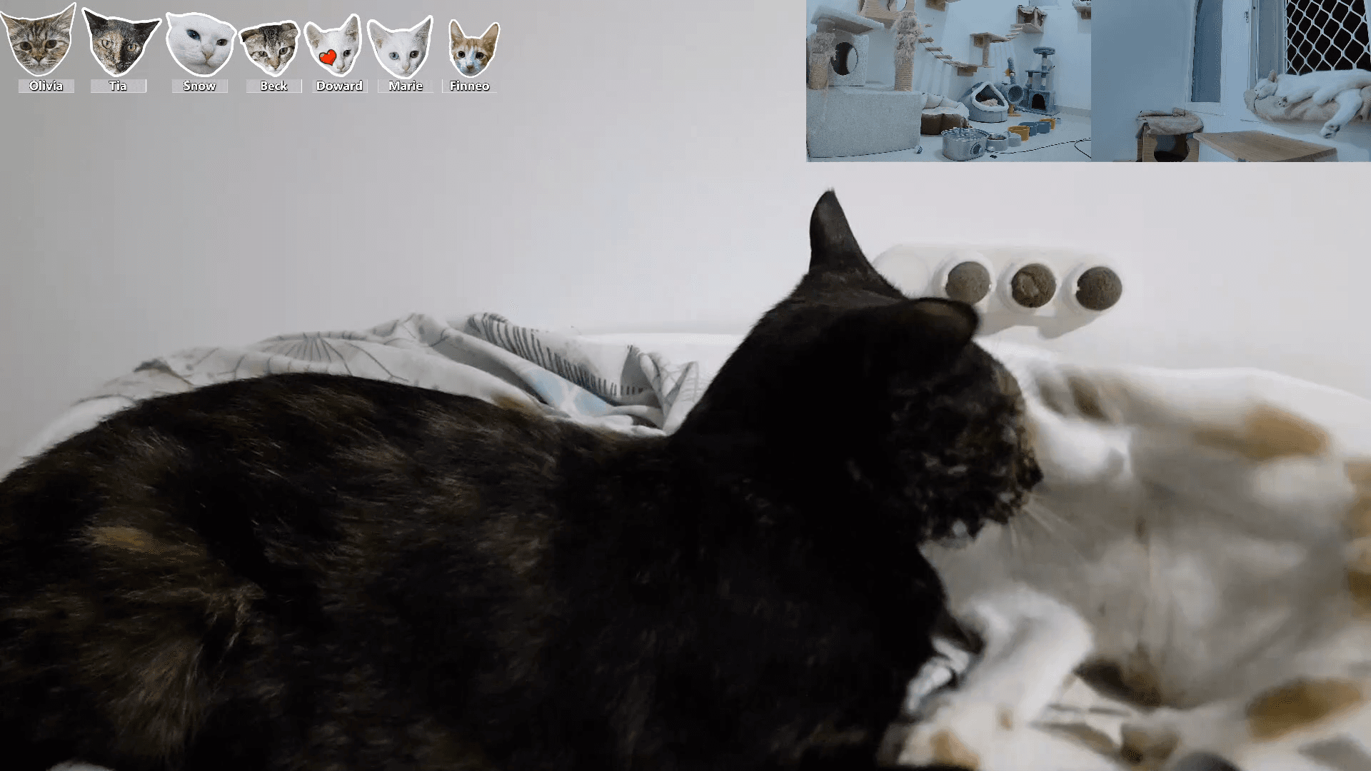 Finneo has mastered the 10,000 kicks of gratitude