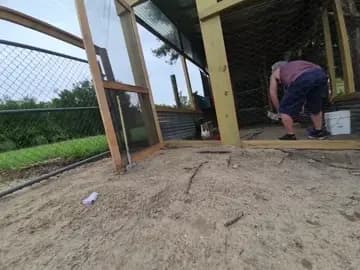 Coward rooster