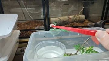 Brandon’s pep talk gets male snake to finally eat