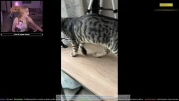 MissXss Clip
