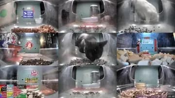 a hedgehog decides to take the opportunity 4 eats