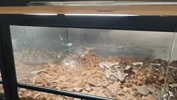 Gaboon feeding