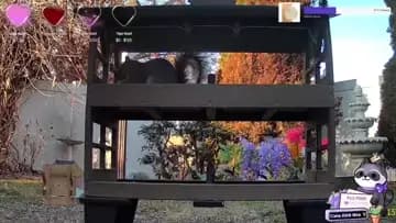 Squirrel vs camera
