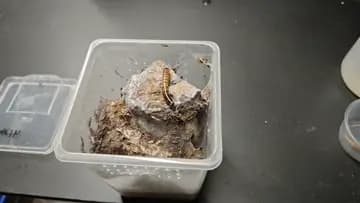 rip worm