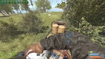 alpha wolf