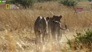 اللايف تاعك دايما يخلينا متشوقين للجديد ❤️