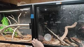 Escaped Snake rescue