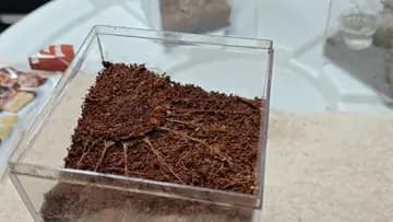 Trapdoor Spider Eats!   Don’t Blink !! 💯