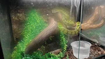 yawn