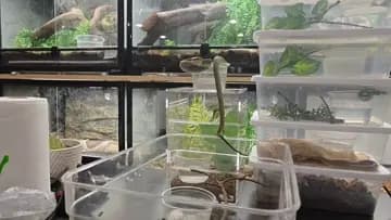 Rude Snake 😂