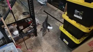 Bruno Catch