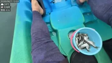 カヤックでイルカに餌やり