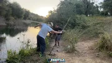 Fish on